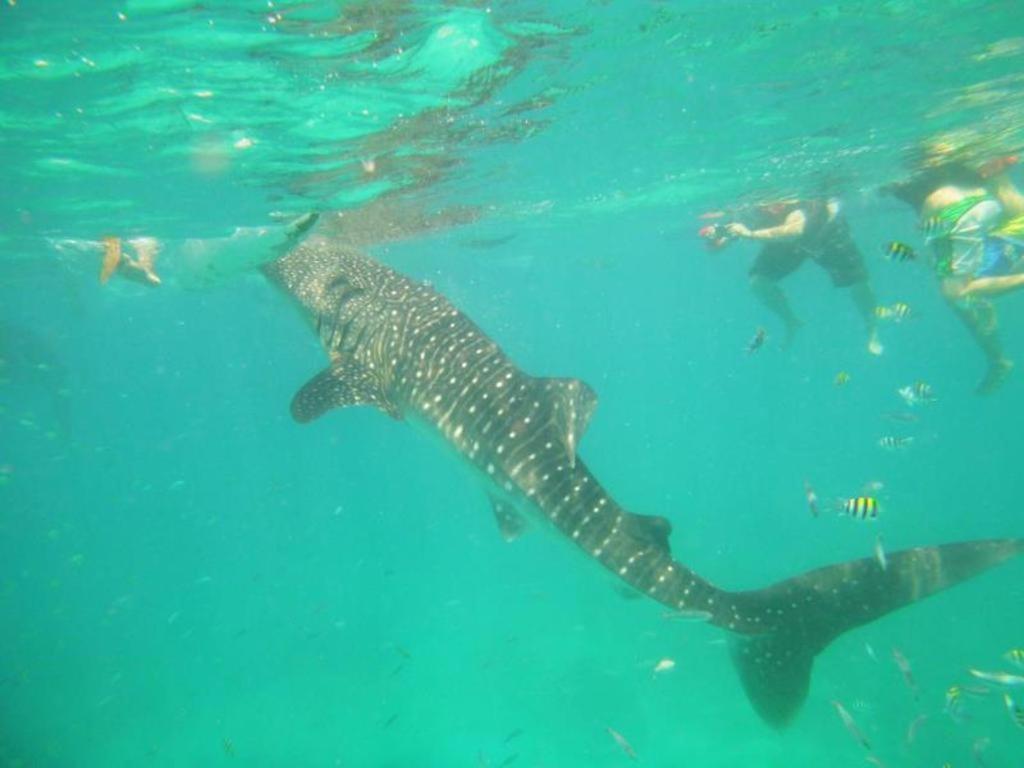 Alta Cebu Resort Kültér fotó